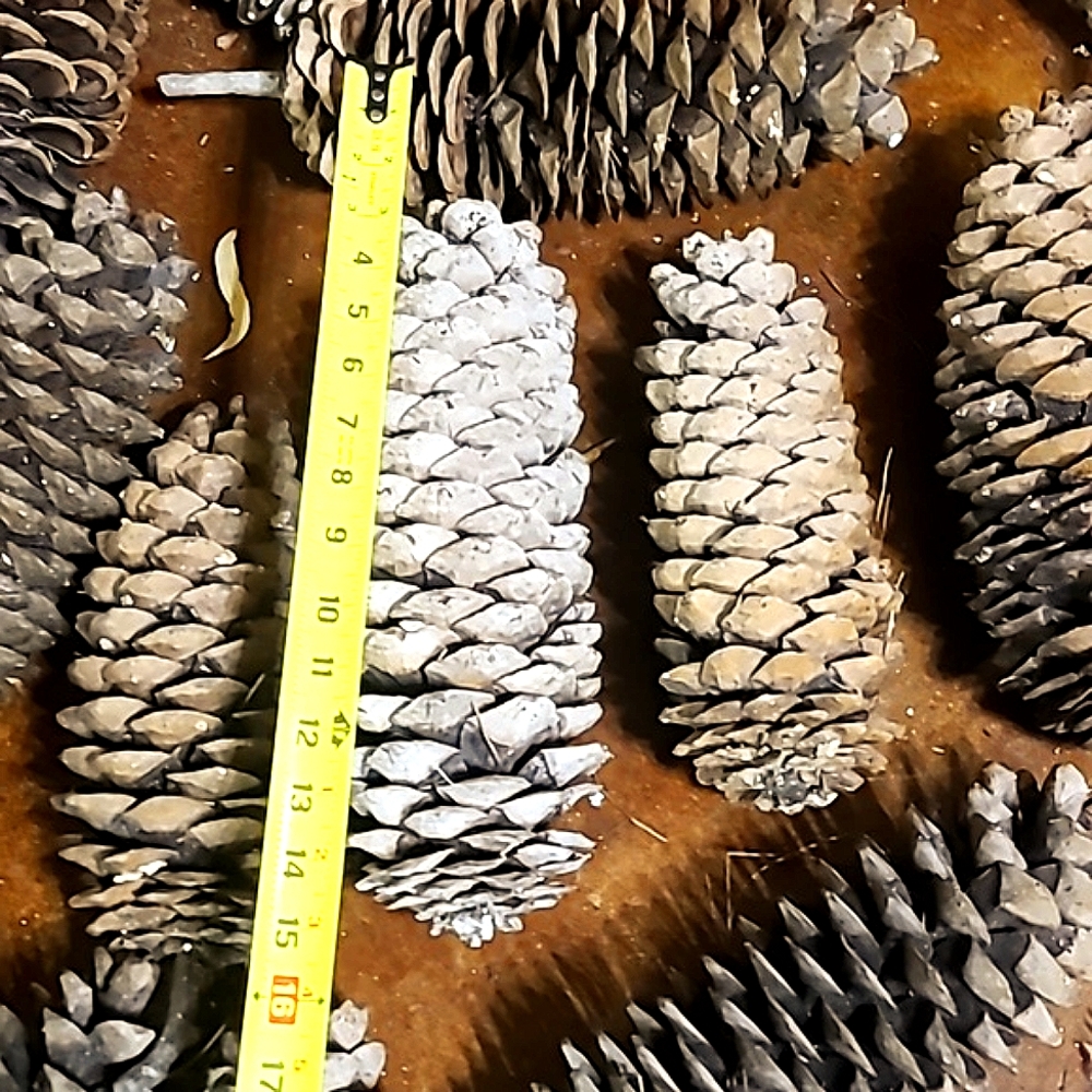 🪩 DISCO DEALS 1 Gigantic pinecone!  XXL, HUGE, MASSIVE, Very Big - Picture 9 of 11